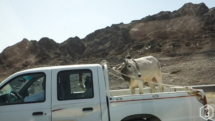 Oman - transport de vache